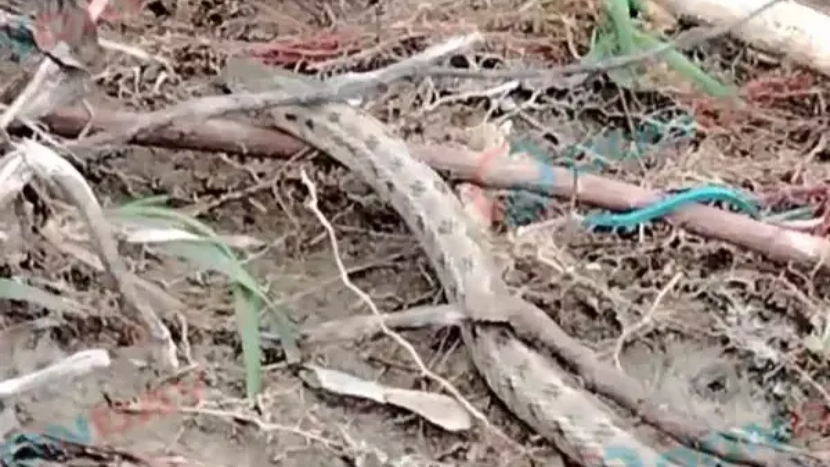 В Ростовской области рыбак снял первую змею сезона на видео