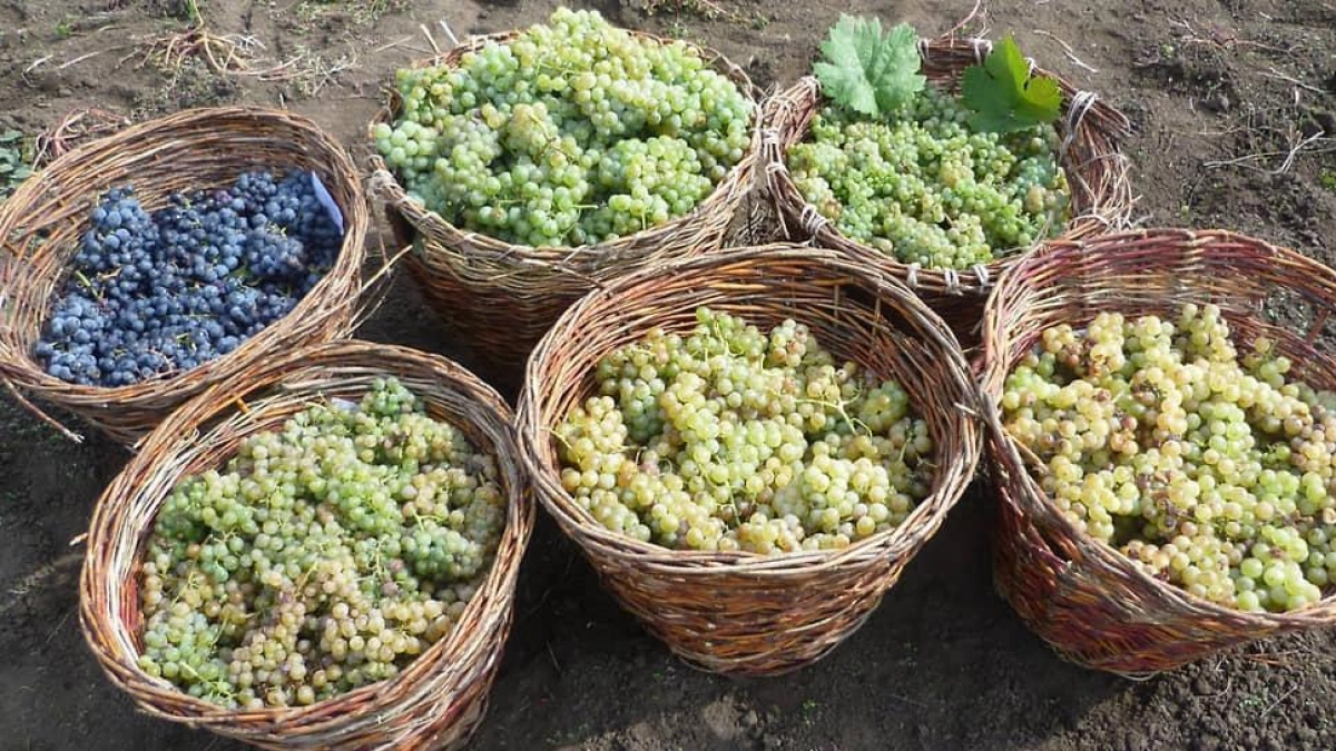 90 лет НИИ виноградарства в Новочеркасске: 895 сортов и возрождённые автохтоны