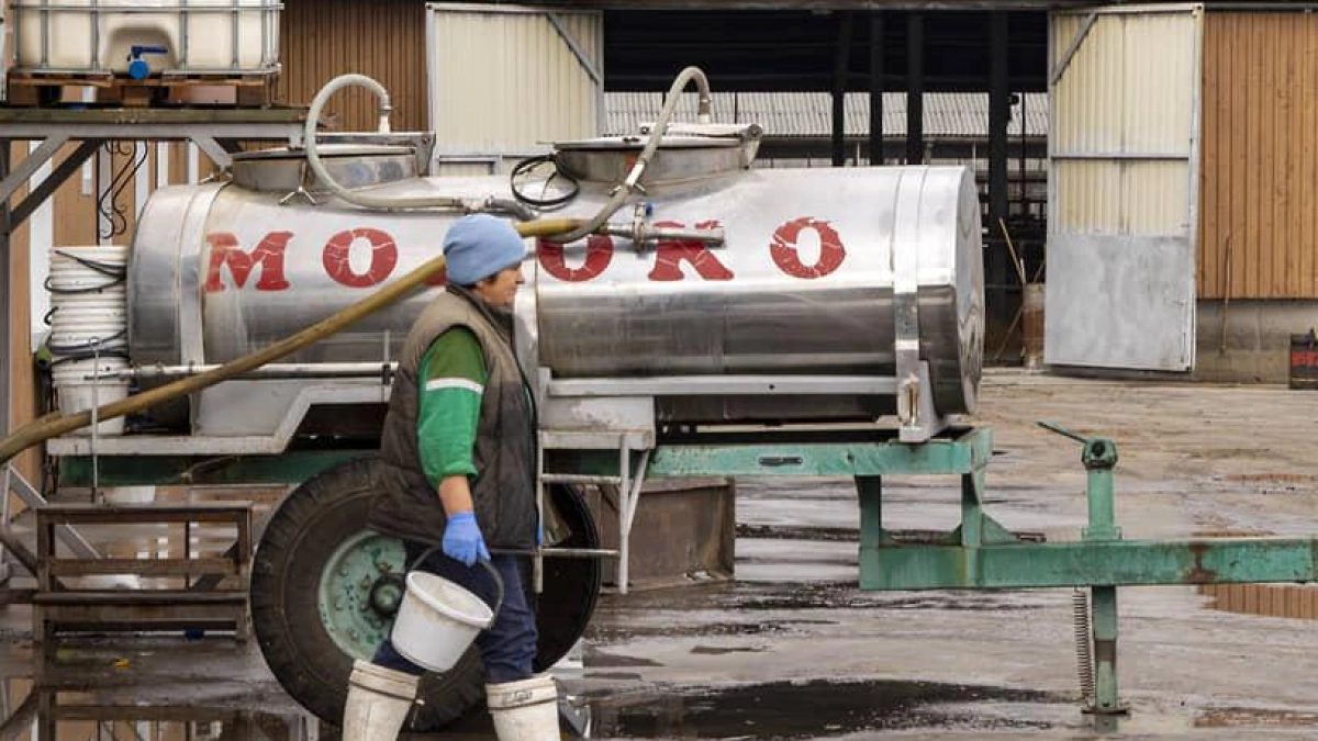 В Ростовской области предприниматель искусственно продлевал сроки годности молока