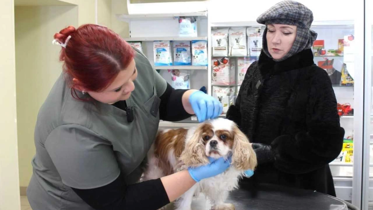 В Ростове льготная стерилизация питомцев станет ежемесячной с марта 2026 года