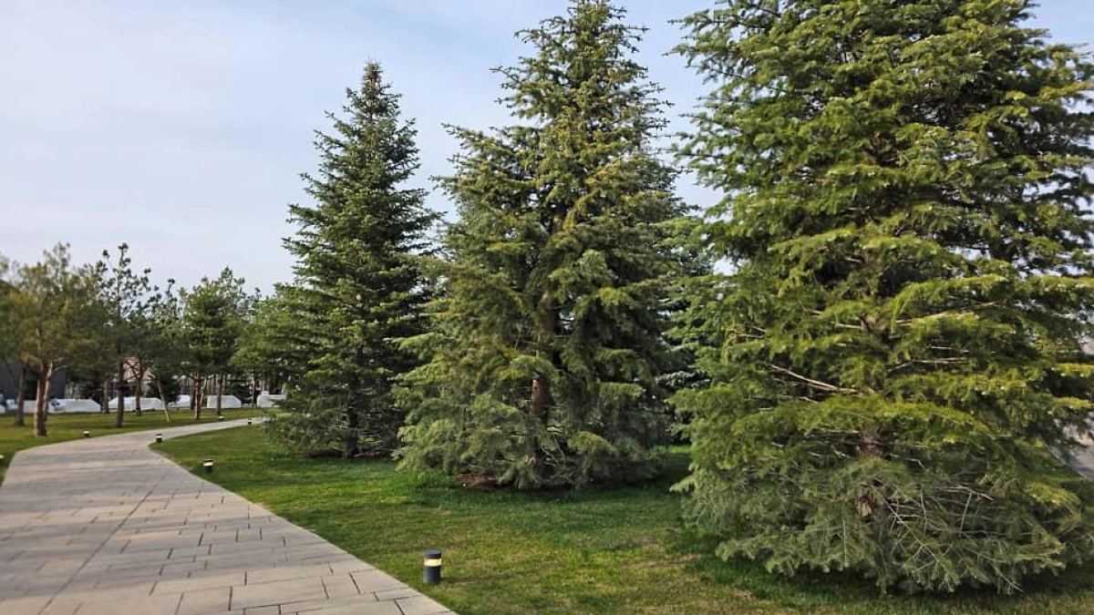 Компенсационные посадки в Ростове упали почти на 40% за год