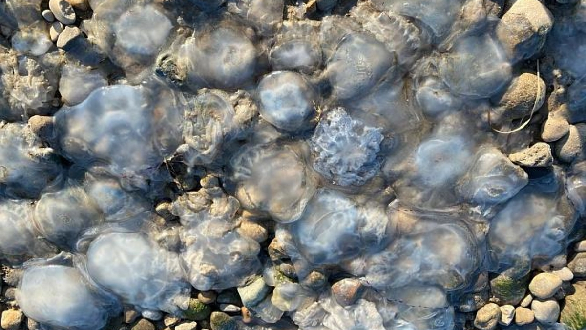 Солёность Азовского моря побила рекорды: черноморские медузы захватывают акваторию