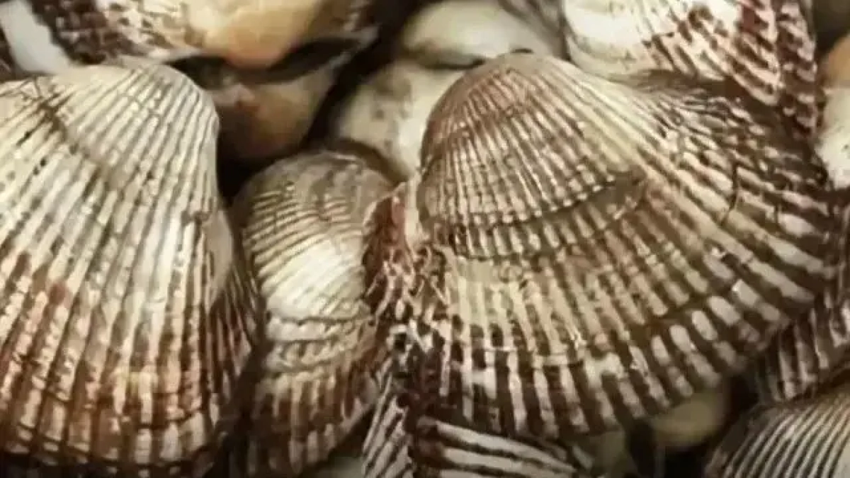 В Азовском море распространился моллюск с высоким содержанием белка