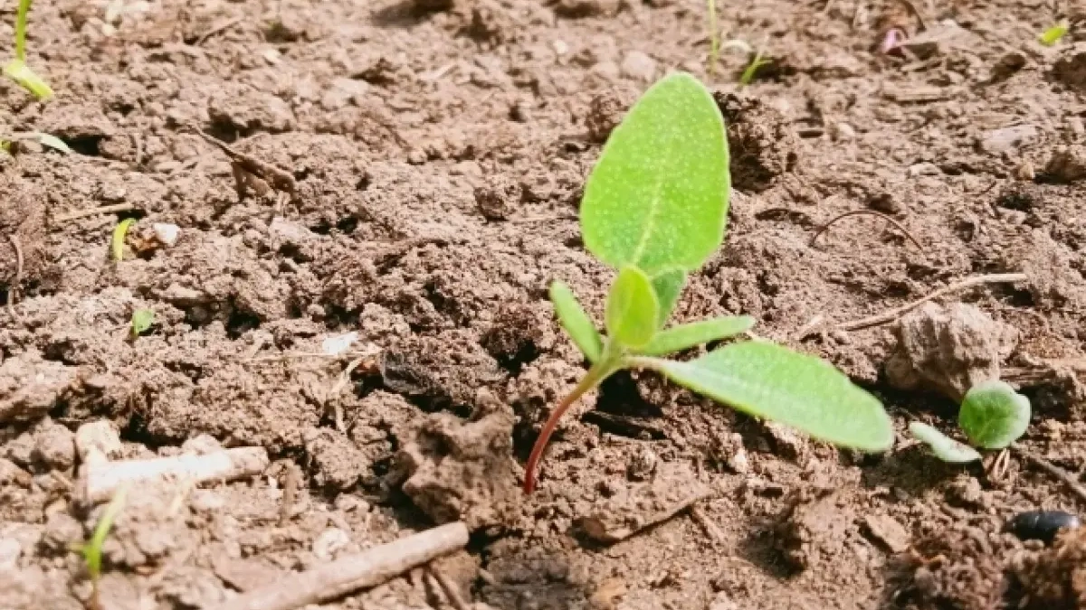 Ростовский оператор полигона игнорировал претензии — теперь ответит в суде