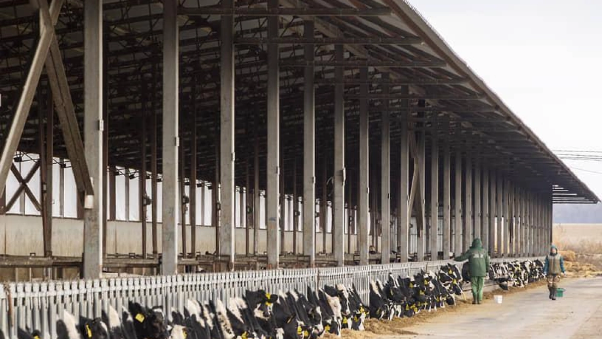 ИИ поймал молочный завод на физически невозможном жировом балансе