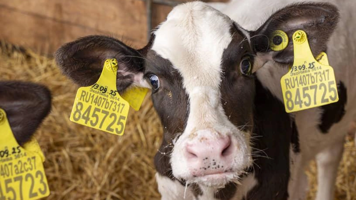 Ростовская область отправила в Абхазию 8,8 тонны молочной продукции без нарушений