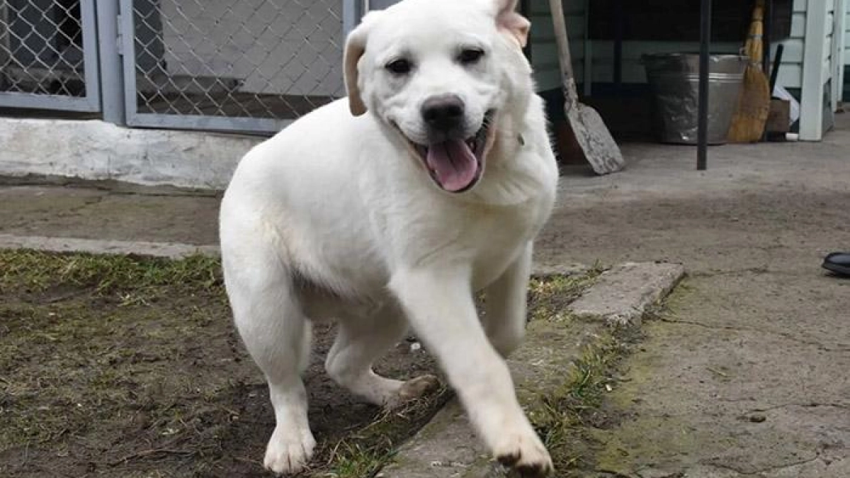 Два лабрадора из Рязани будут спасать людей в Ростовской области