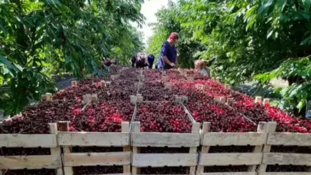 Экспорт Ростовской области упал на 21,5% — виноваты заморозки и закрытие крупного экспортёра