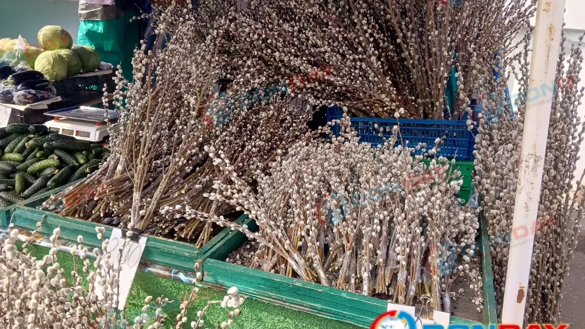 Верба к Вербному воскресенью в Ростове: от 100 рублей до полуметровых пучков