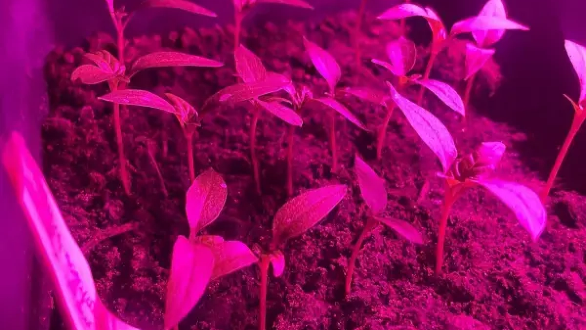 Заморозки до -2°C в Ростовской области: Россельхозцентр советует, как спасти урожай