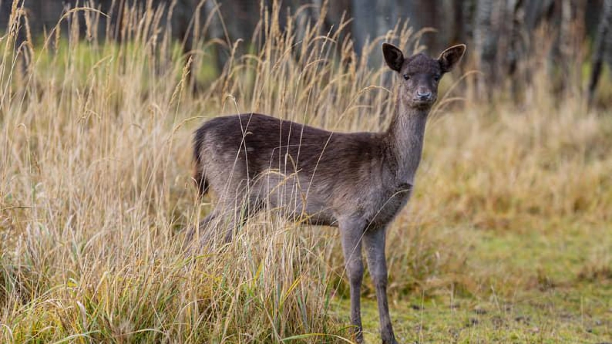 Сафари-парк «Придонье» на 883 га откроется в Ростовской области в 2026 году