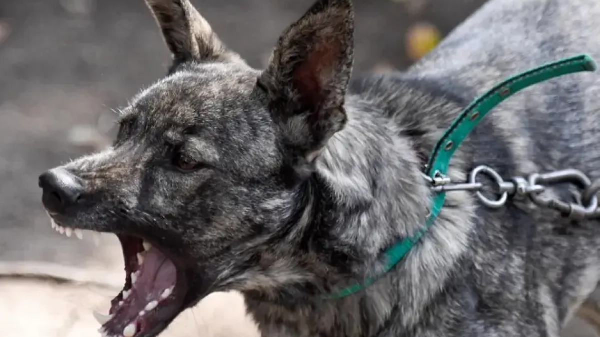 В Ростове введён карантин по бешенству: в зону попали школа и храм