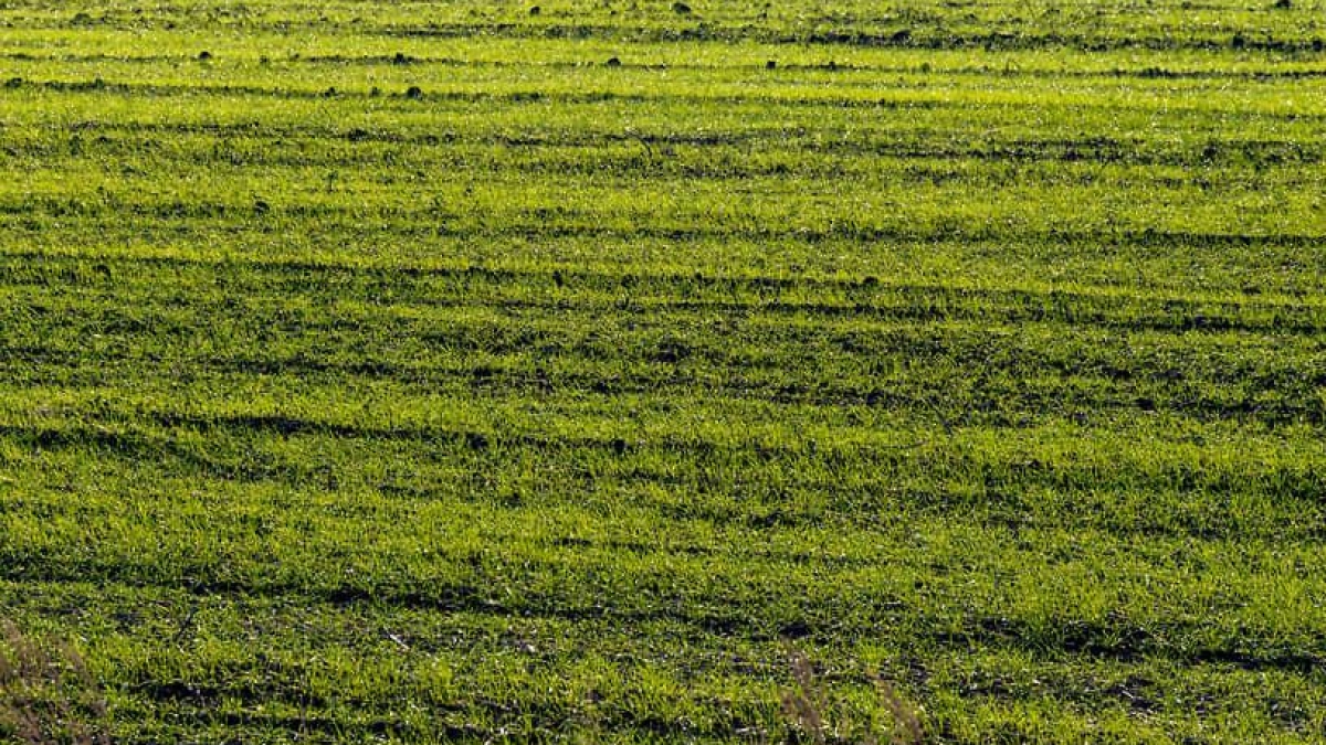 Ростовская область засеяла 300 тыс. га яровых — план выполняется