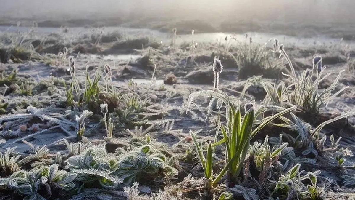 Заморозки до -3°C в Ростовской области грозят цветущим садам 11–12 апреля