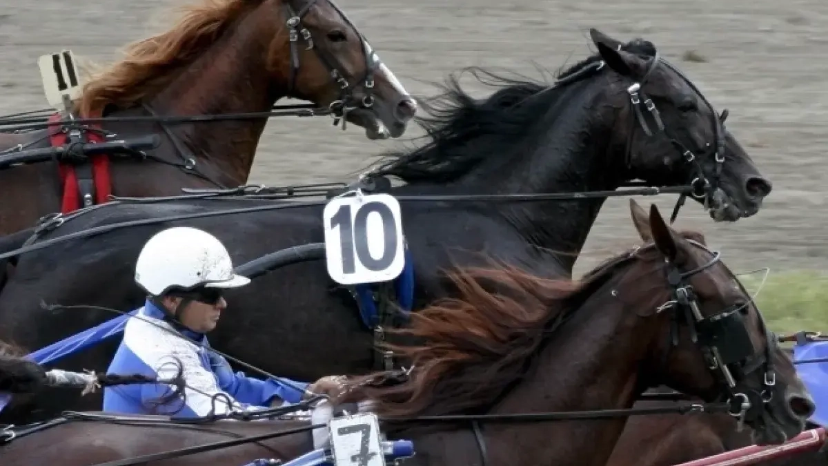 Ростовский ипподром открывает скаковой сезон: формируется призовой фонд