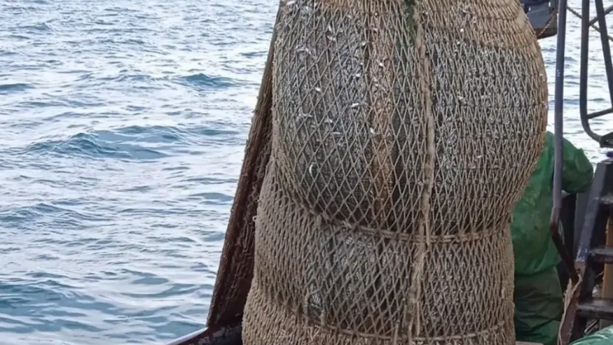 Ростовские учёные: медузы угрожают промыслу хамсы в Азовском море