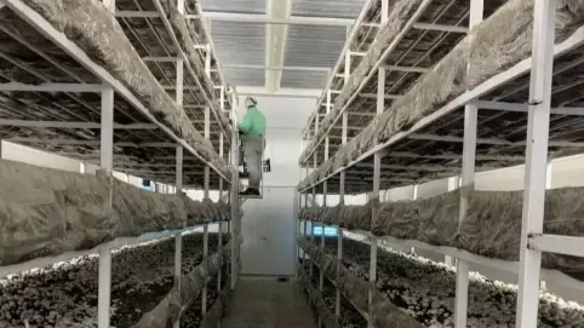 Готовую грибную ферму в 21 км от Ростова продают за 25 млн рублей