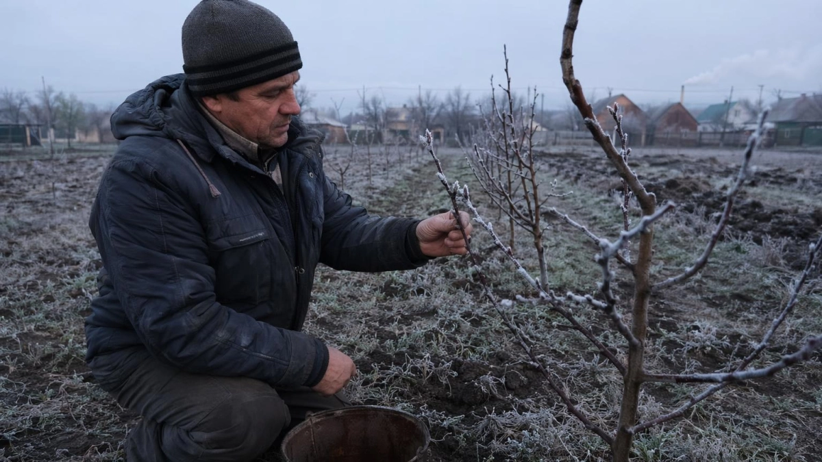 Заморозки до -3°C в Ростовской области угрожают посевам три дня подряд