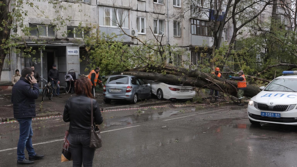 Шторм в Ростове: дерево рухнуло на иномарки при ветре 20 м/с