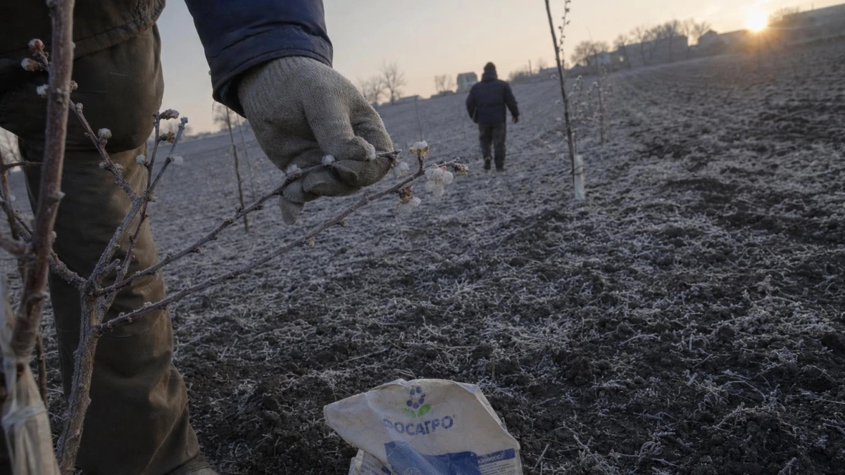 В Ростовской области заморозки до -3°C угрожают садам 29 и 30 апреля