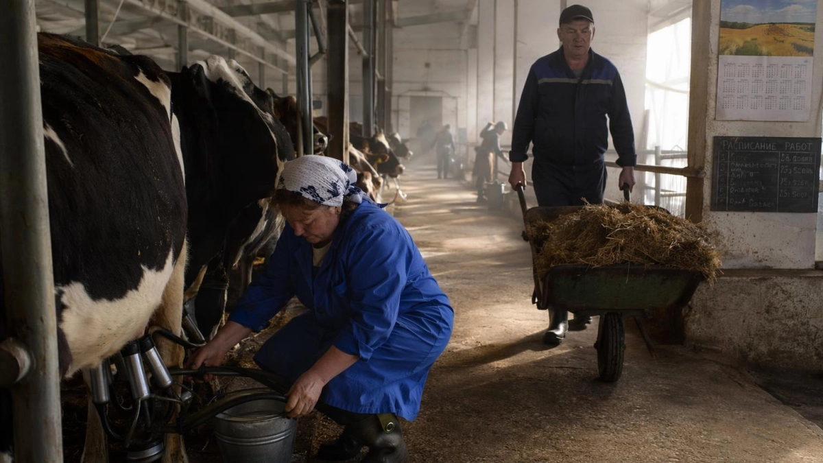 Спрос на доярок в Ростовской области вырос почти вдвое за год