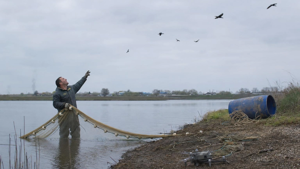 Баклан уничтожил треть прудовой рыбы в Ростовской области в 2025 году