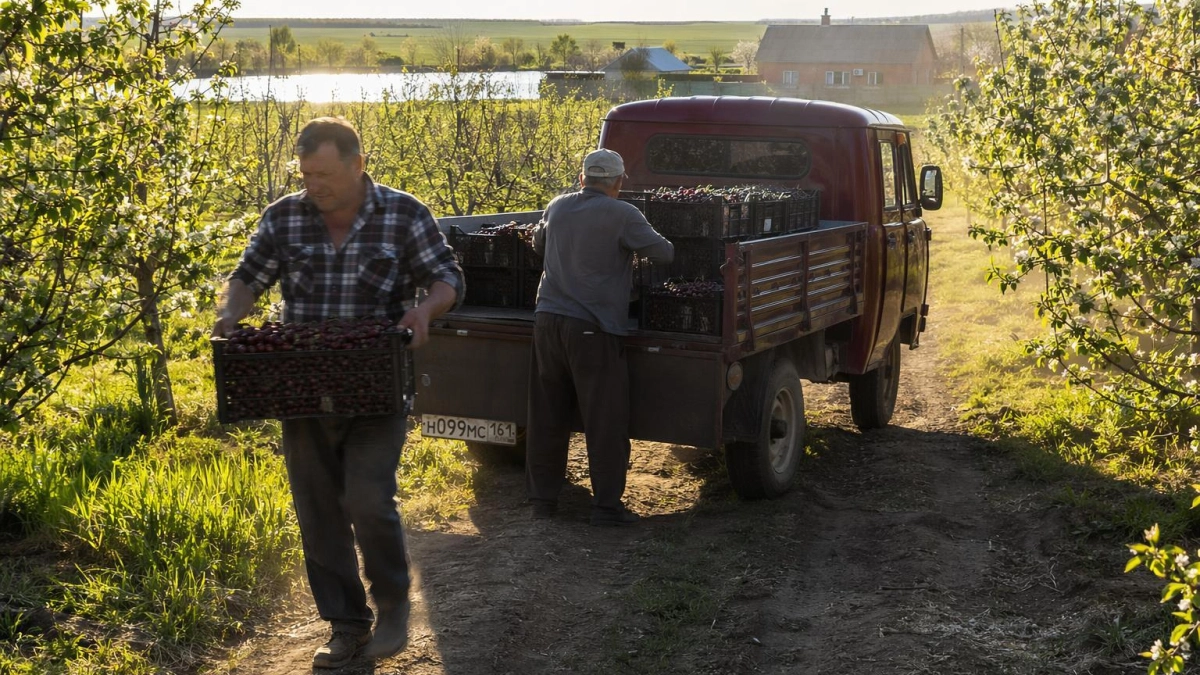 В Ростовской области продают 30-гектарный черешневый сад за 60 млн рублей