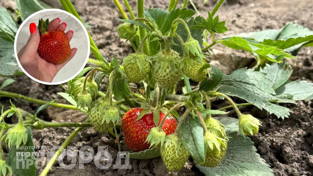 Секрет урожайной клубники раскрыт: вношу этот доступный состав в апреле и собираю ягоды размером с кулак