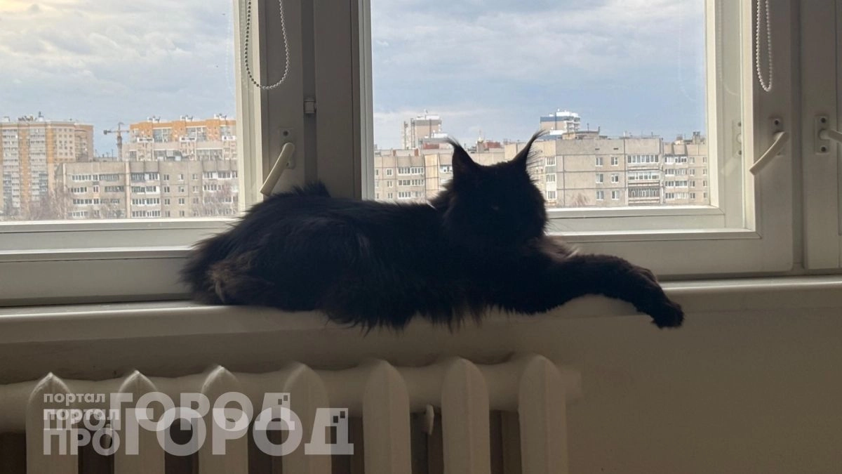 Забудьте о частых визитах к ветеринару: 3 породы кошек с крепким здоровьем, которые живут до 20 лет дома
