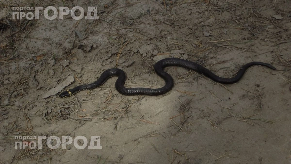 Больше ни одной гадюки на даче: простые способы сделать ваш участок невыносимым для змей без лишних затрат