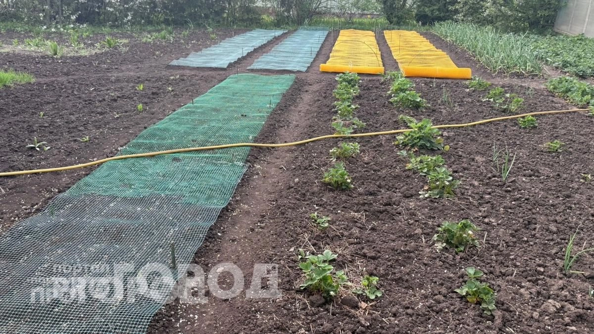Забыла про кротов навсегда: просто закопала это средство в землю и теперь на участке идеальный порядок