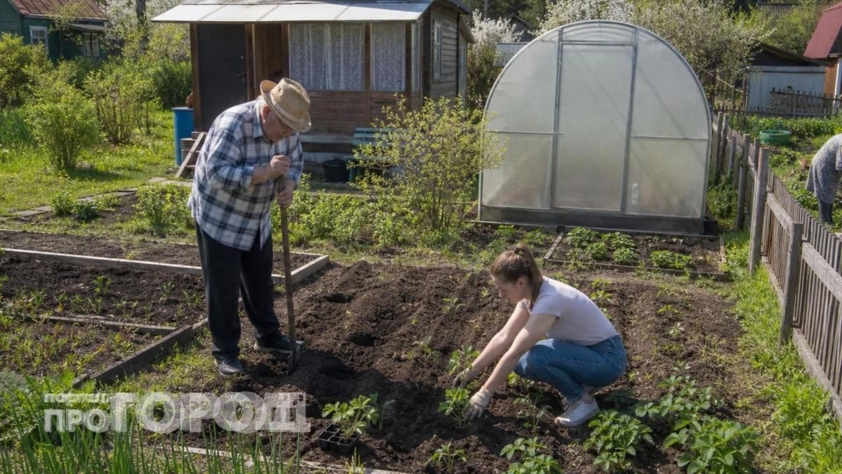 Золотой стандарт советского огородничества: почему власти строго ограничивали размер дачных участков