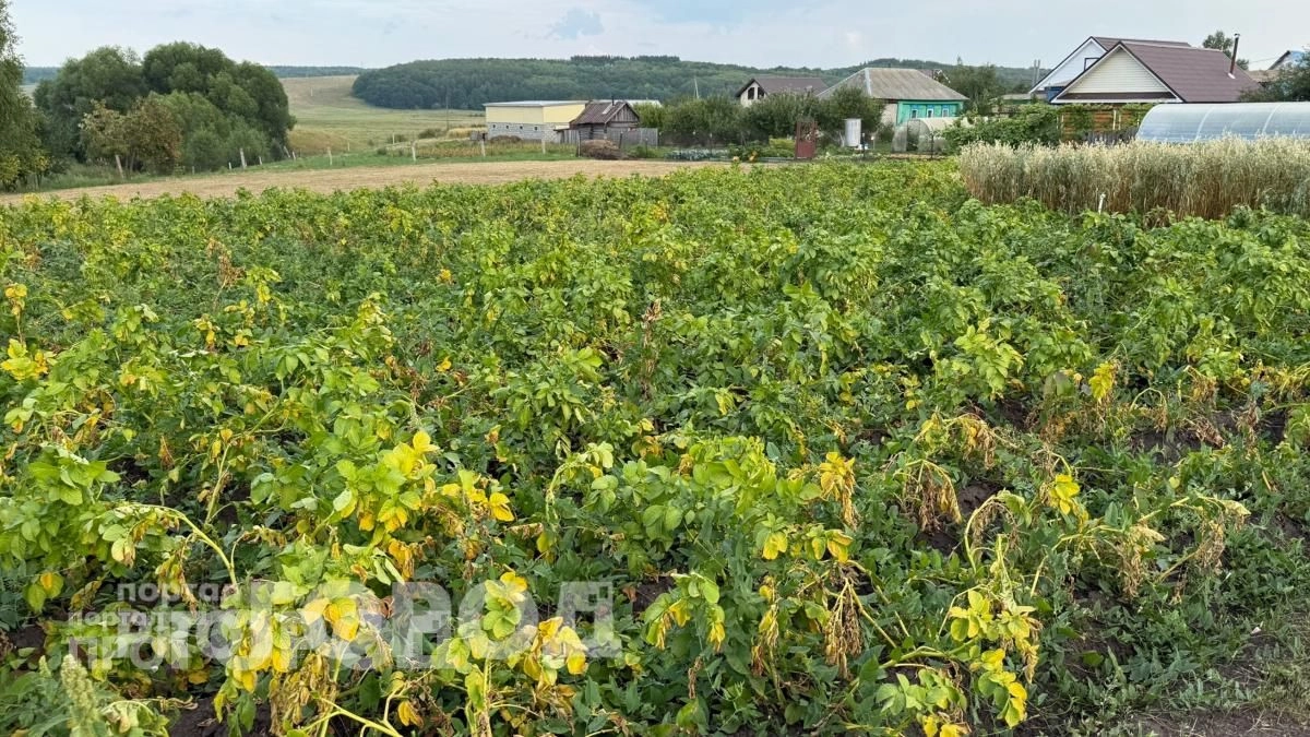 Больше никакой борьбы с вредителями: этот неприметный цветок в лунках с картошкой отпугивает жуков навсегда