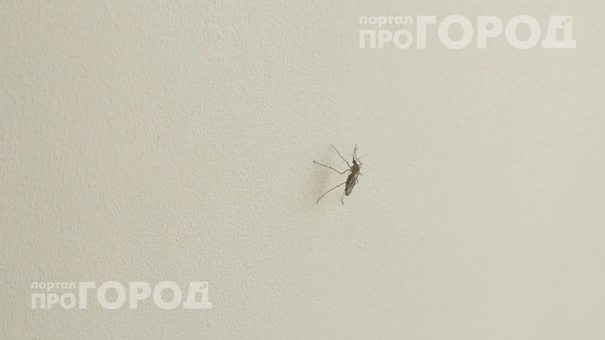 Комары исчезнут с участка за минуту: копеечный аптечный препарат справляется с насекомыми лучше химии
