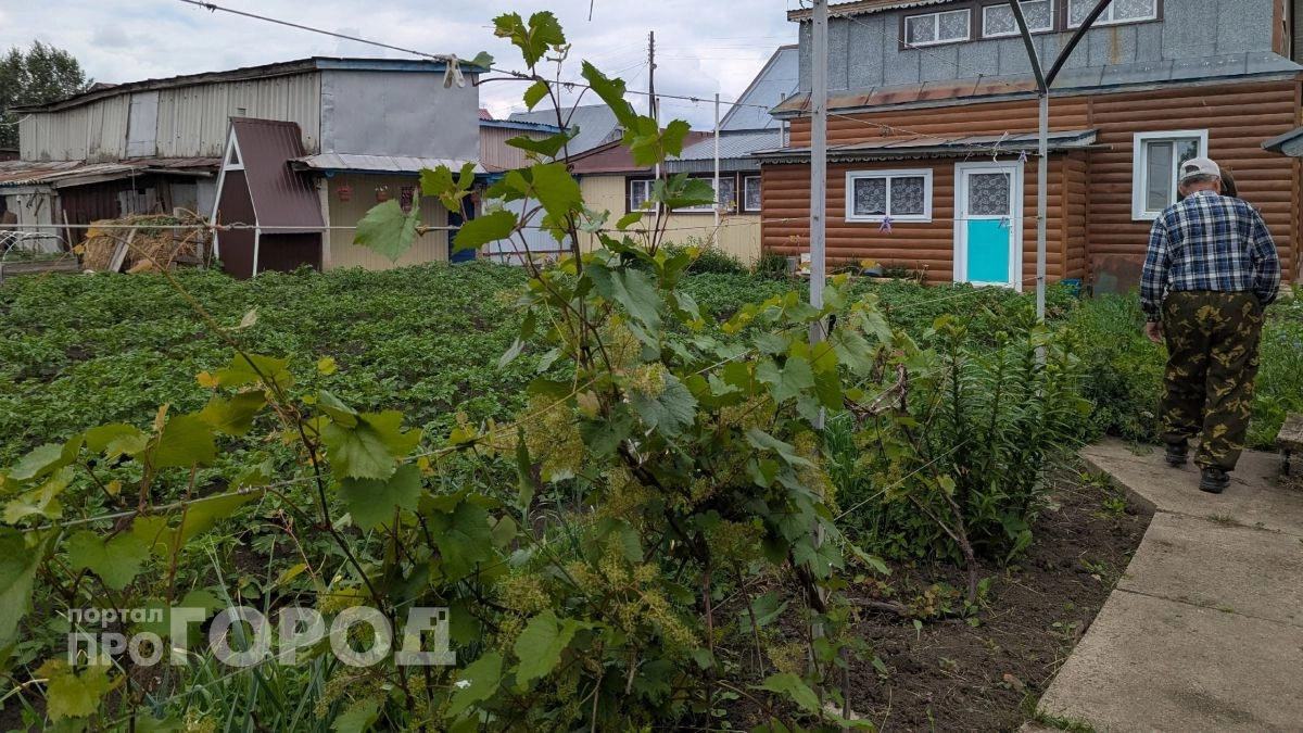 Забудьте про прополку: один простой раствор на ведро воды заставит сорняки исчезнуть с участка за одну ночь