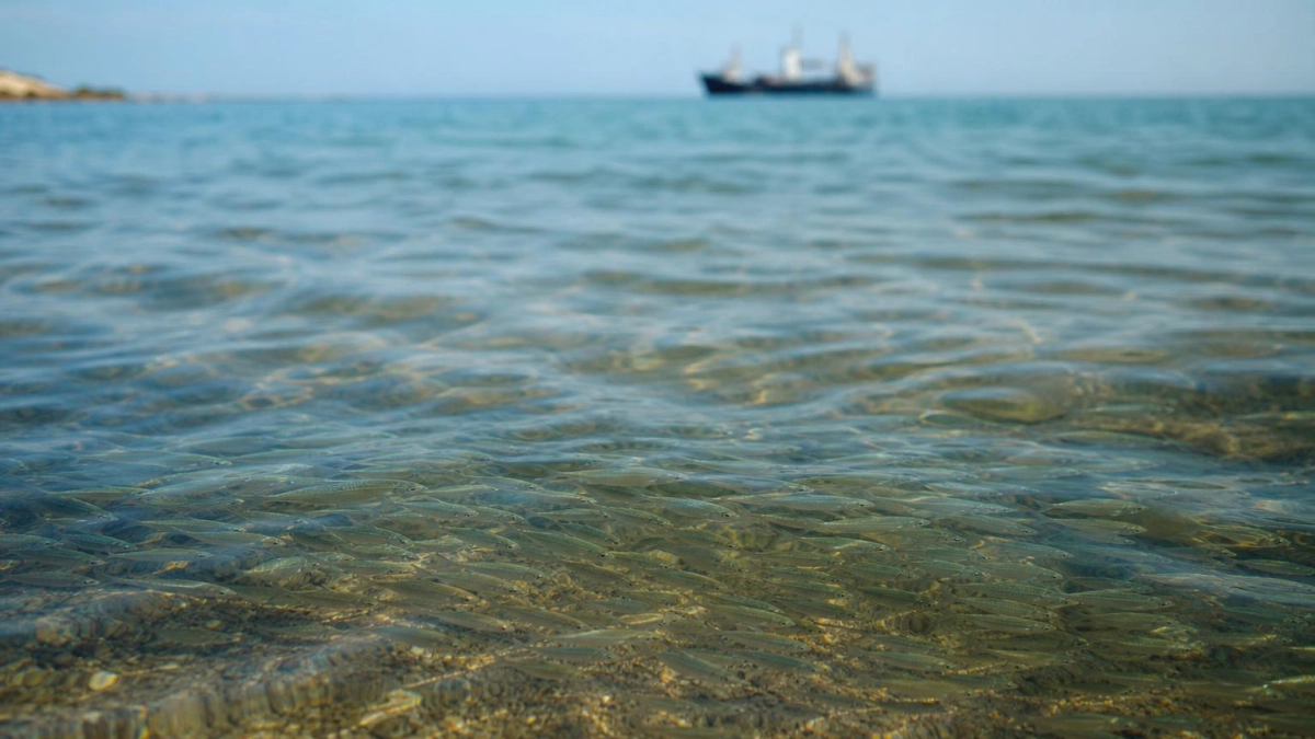 Ученый предложил сдерживать медуз в Азовском море разведением хамсы