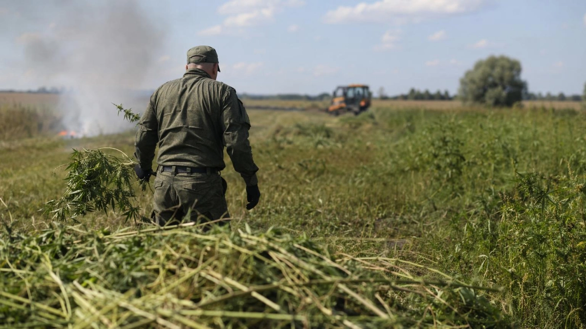 В Ростовской области уничтожили 28 тонн дикой конопли на площади 9,6 гектара
