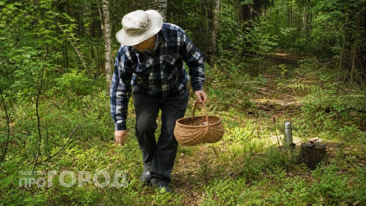 Грибные точки Дона: куда ехать за богатым урожаем