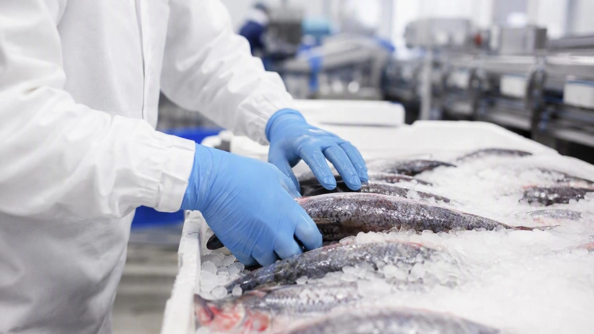 На Дону отгрузка продукции рыбоводства снизилась в 2,6 раза