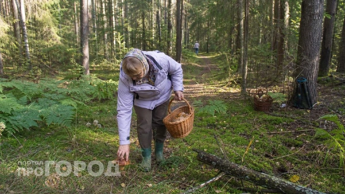 Где в Ростовской области полными корзинами собирают белые грибы: список локаций