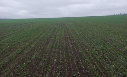 Рекордные 2,87 млн гектаров озимой пшеницы в Ростовской области: 99,8% посевов взошли успешно