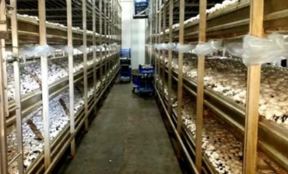 Грибной бизнес с 8-гектарным участком продают за 180 миллионов