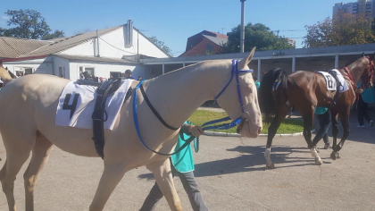 Донские конники рассказали о планах возродить скачки в Ростове в 2026 году